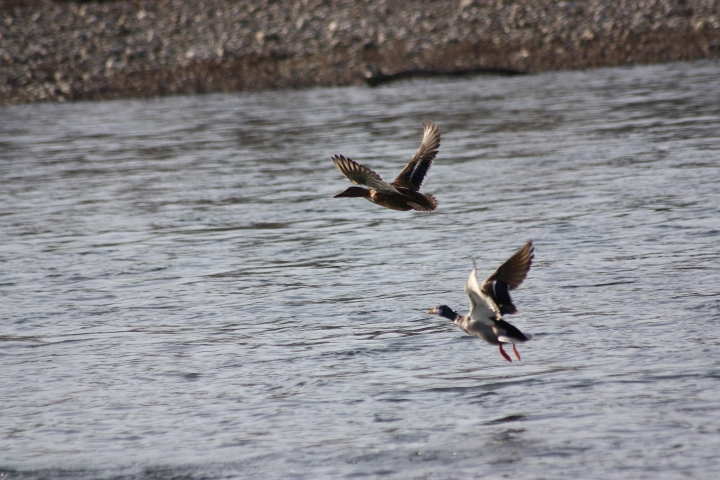 uccelli del fiume Ticino